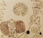 DEVENDRA BANHART 「Rejoicing In The Hands」